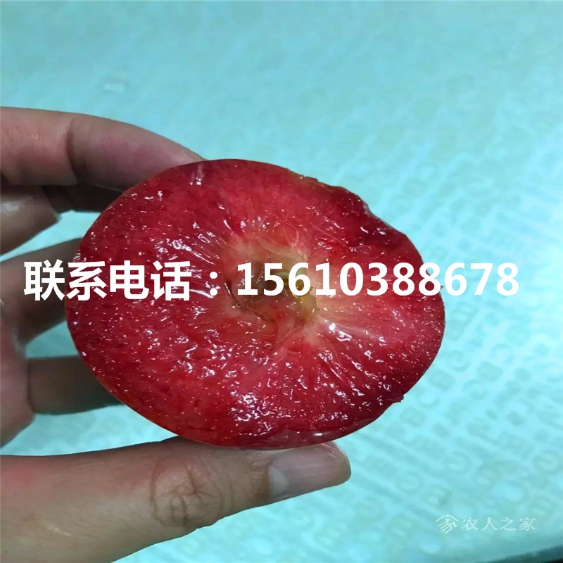 2020年西梅女神李子苗、西梅女神李子苗基地價(jià)格