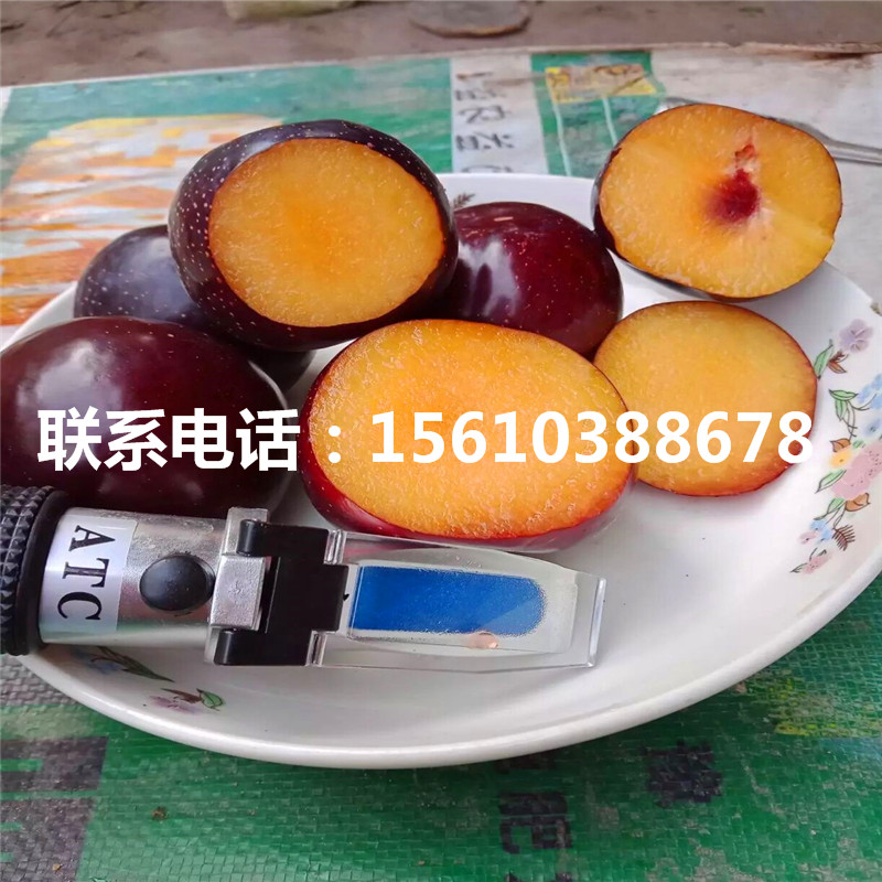 黑寶石李子苗價(jià)錢、黑寶石李子苗批發(fā)