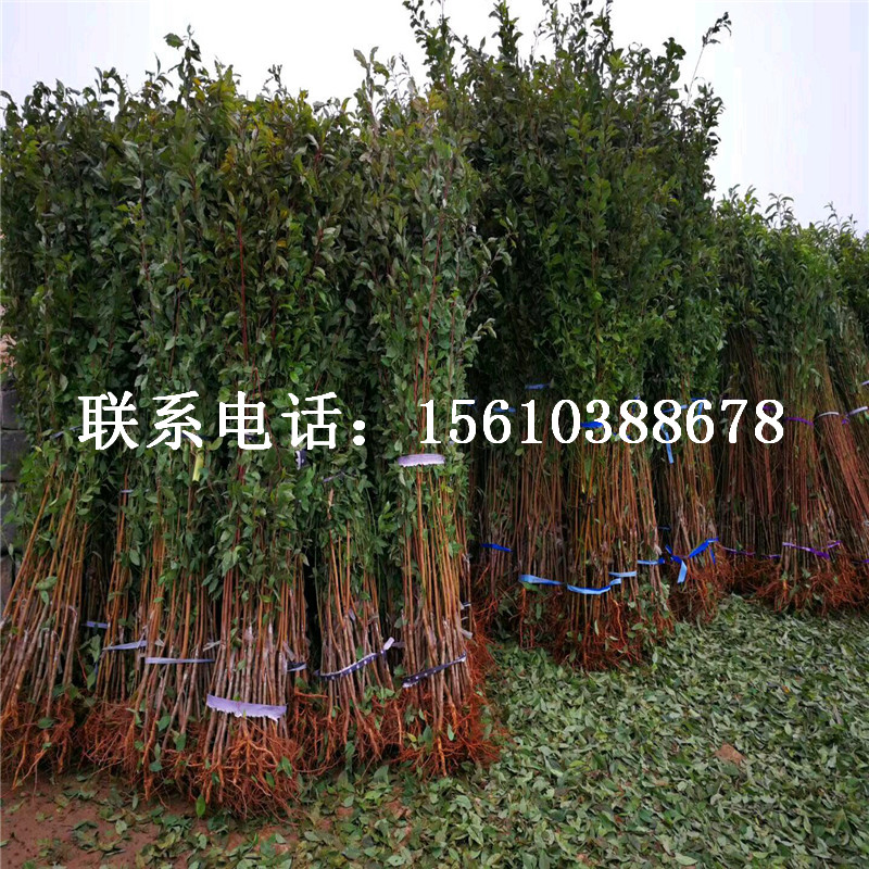 味厚李子苗單價、味厚李子苗購買價格