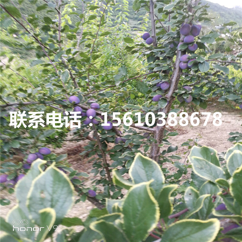 脆紅李子苗批發(fā)價(jià)格、脆紅李子苗報(bào)價(jià)