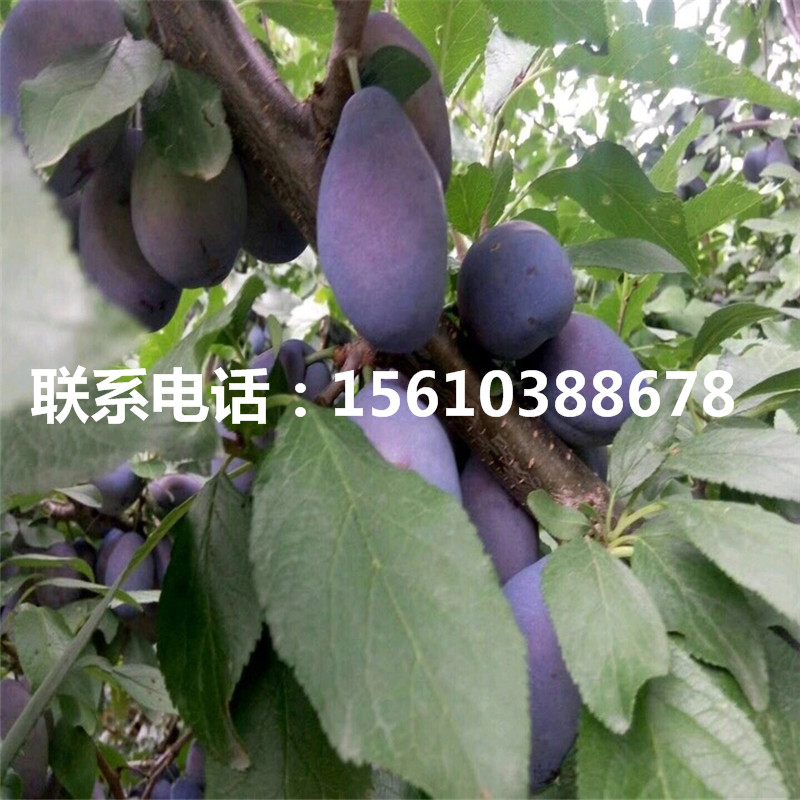 黑寶石李子苗價(jià)錢、黑寶石李子苗批發(fā)