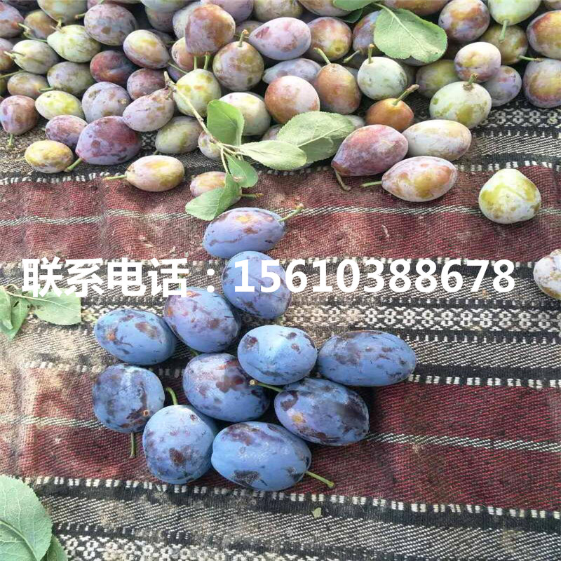 味王李子苗價(jià)位、味王李子苗2020年價(jià)格