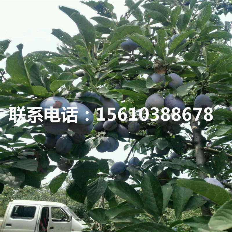 新品種恐龍蛋李子苗、恐龍蛋李子苗購(gòu)買(mǎi)價(jià)格