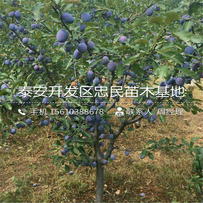 紅心李子苗單價(jià)、紅心李子苗價(jià)格