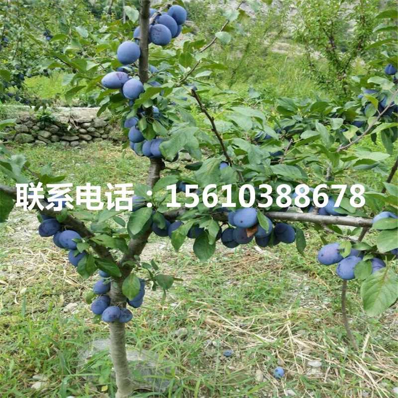 味厚李子苗單價、味厚李子苗購買價格