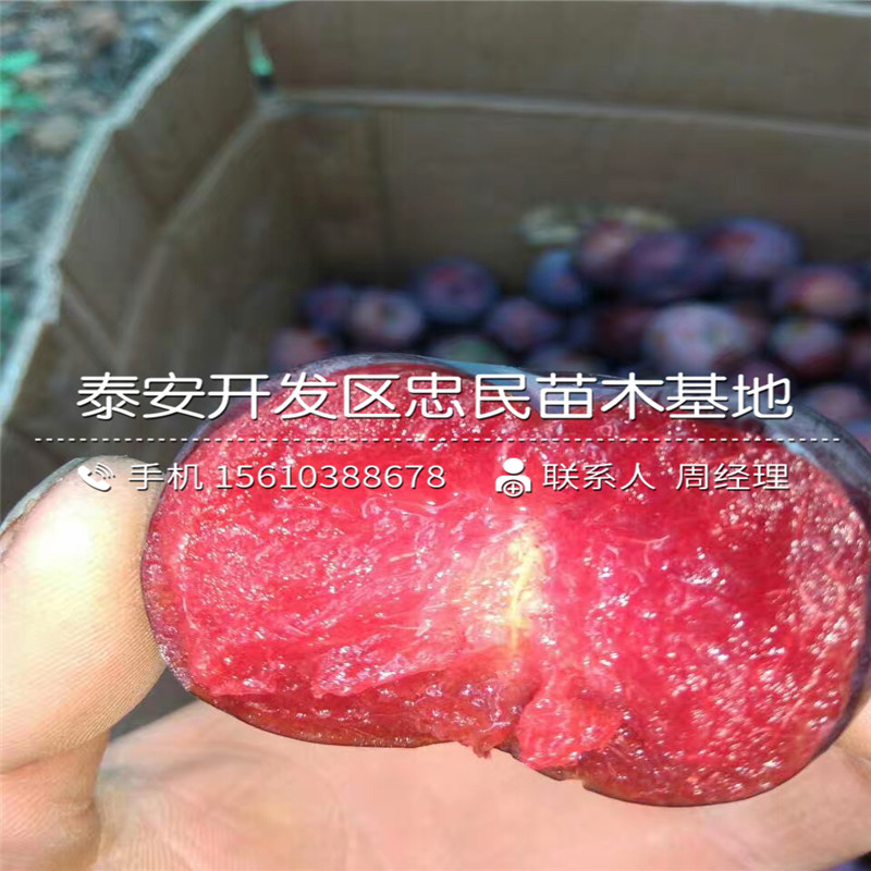 西梅女神李子苗基地價格、西梅女神李子苗出售