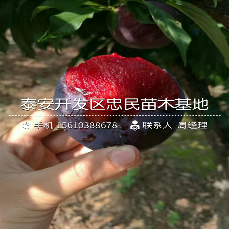 紅寶石李子苗銷售基地、紅寶石李子苗基地