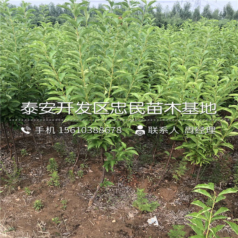 2020年卯爺李子苗、卯爺李子苗價(jià)位