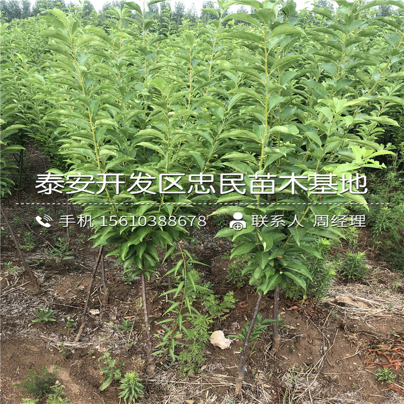 西梅藍蜜樹(shù)苗批發(fā)價(jià)錢(qián)、西梅藍蜜樹(shù)苗基地