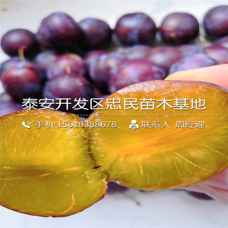 紅寶石李子苗出售基地、紅寶石李子苗購買價格