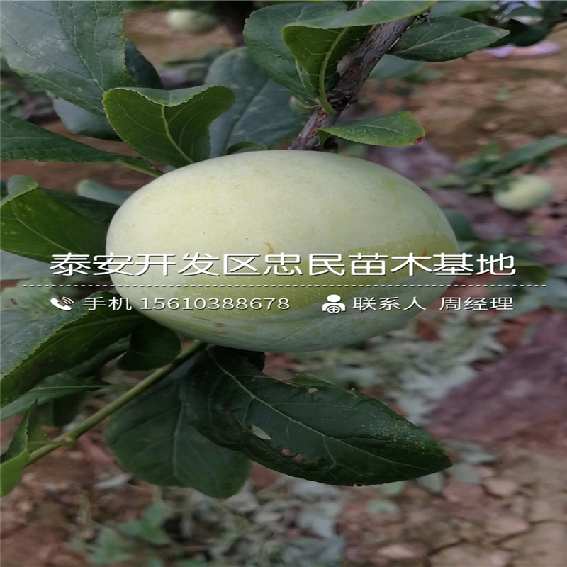 2020年玉皇李子苗、玉皇李子苗銷售基地