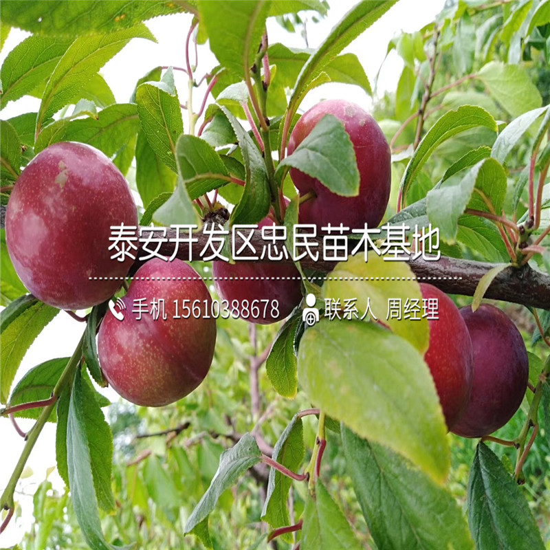 味厚李子苗單價、味厚李子苗購買價格