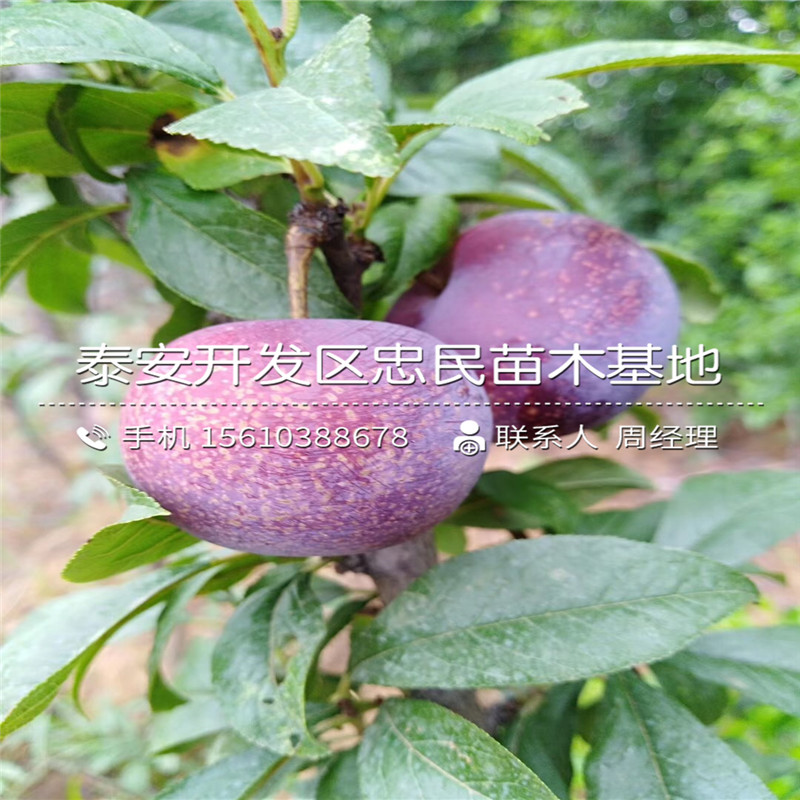 黑寶石李子苗價(jià)錢、黑寶石李子苗批發(fā)