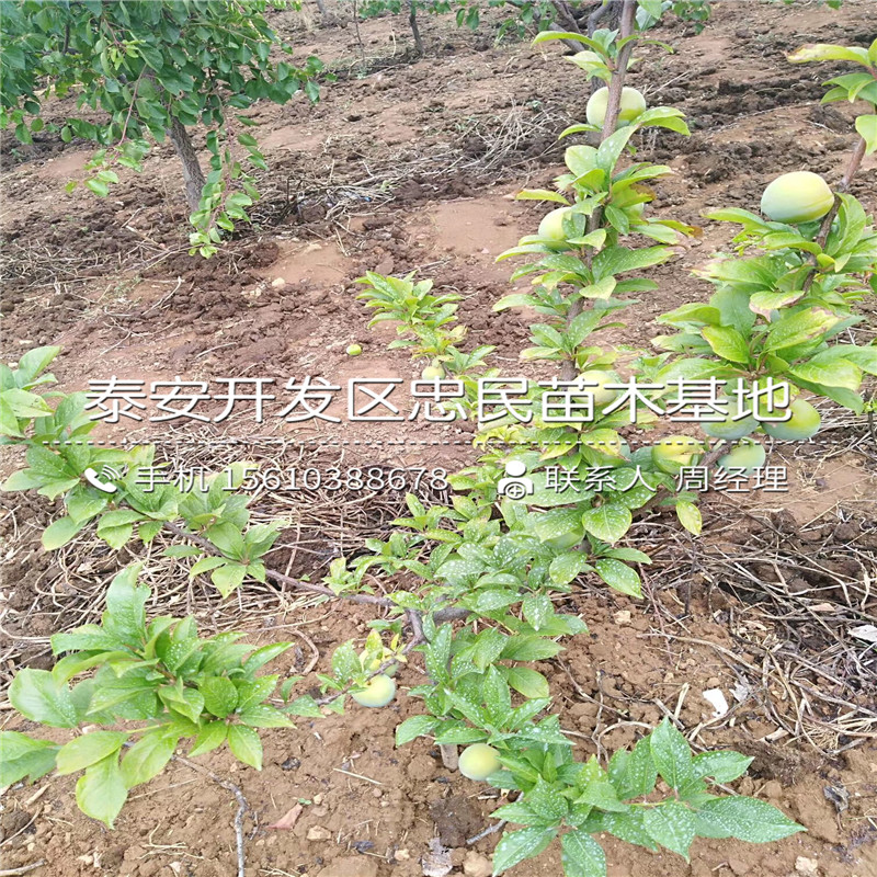 山東杏李樹苗、杏李樹苗2020年價格