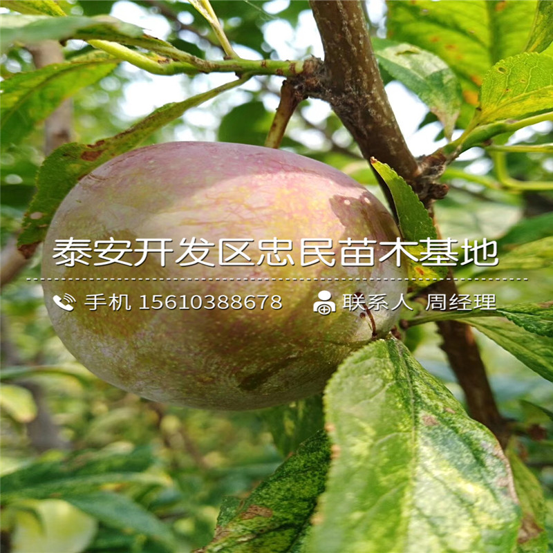 黑琥珀李子苗出售基地、黑琥珀李子苗購(gòu)買價(jià)格