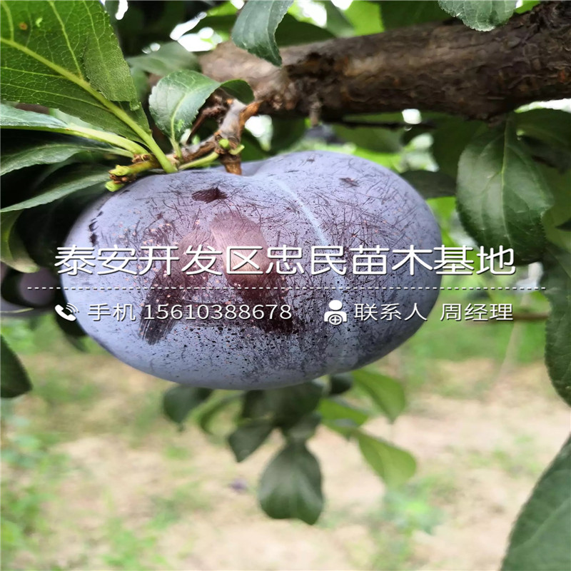 冰糖李子苗批發(fā)價格、冰糖李子苗2020年價格