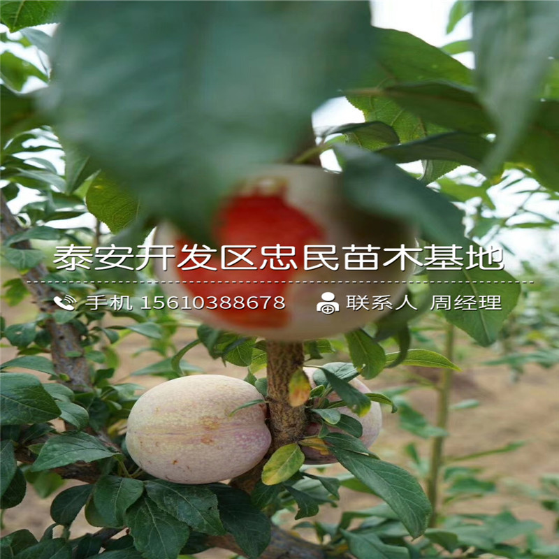 新品種黑寶石李子苗、黑寶石李子苗銷售價(jià)格