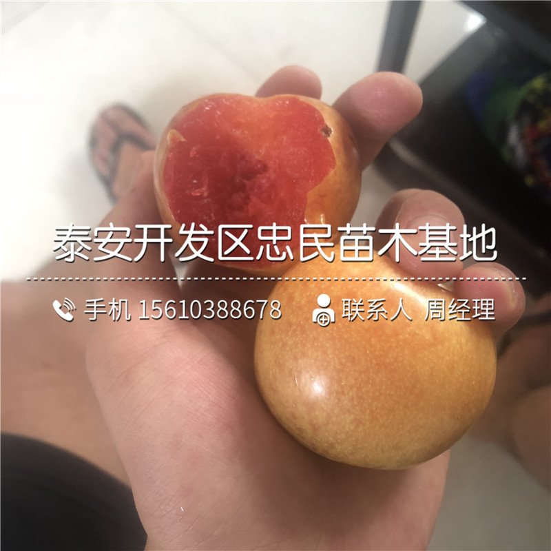 紅寶石李子苗出售基地、紅寶石李子苗購買價格