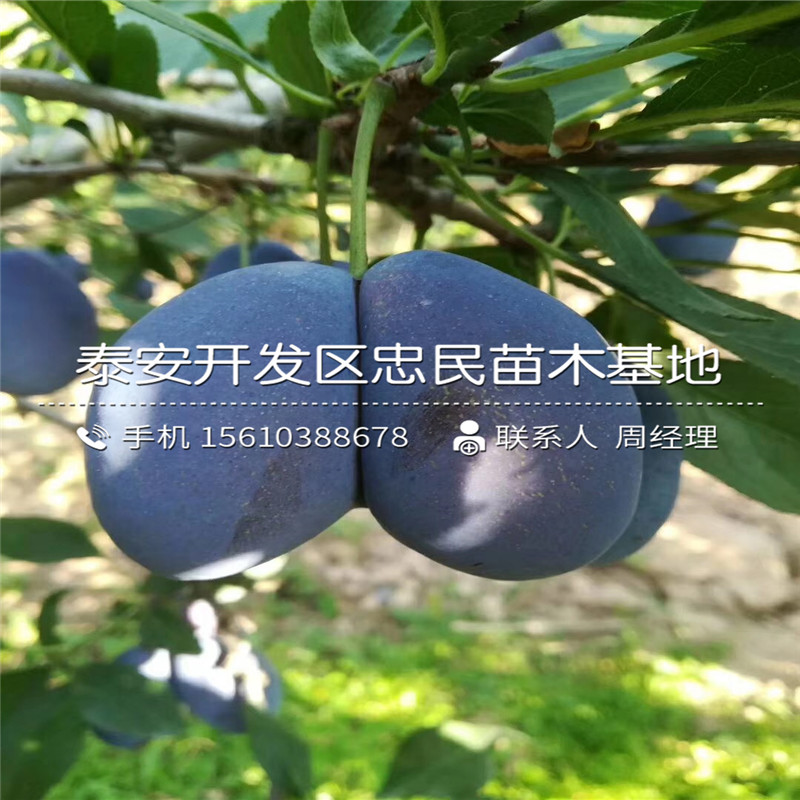 秋紅李子苗批發(fā)價格、秋紅李子苗批發(fā)價位