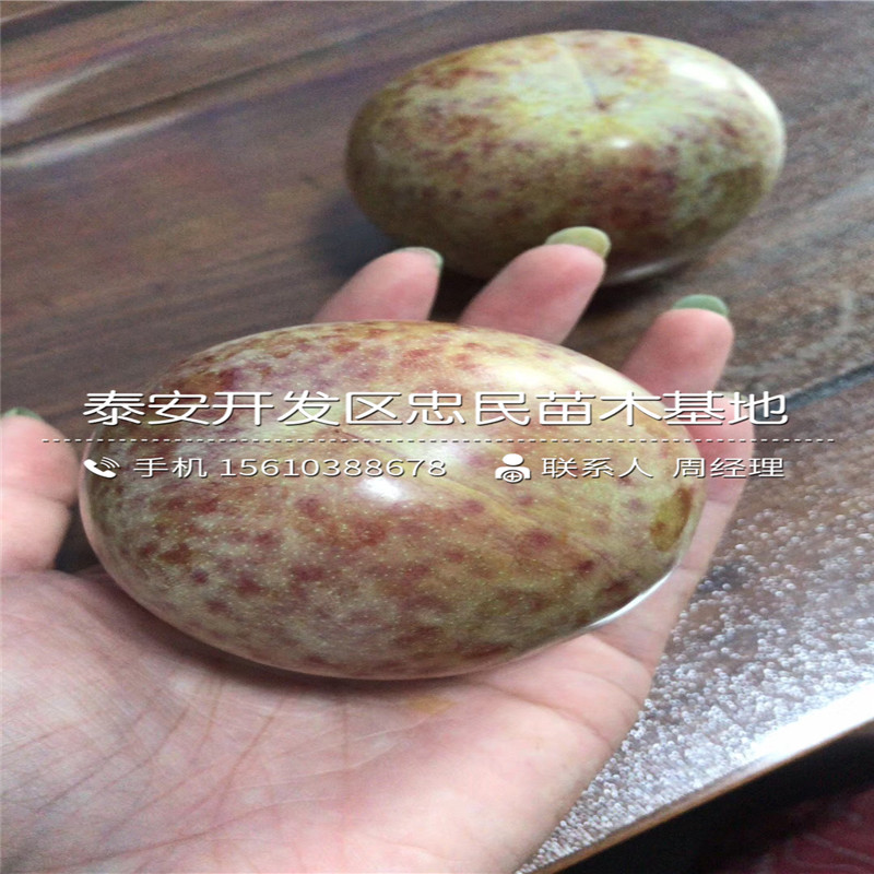 脆紅李子苗批發(fā)價(jià)格、脆紅李子苗報(bào)價(jià)