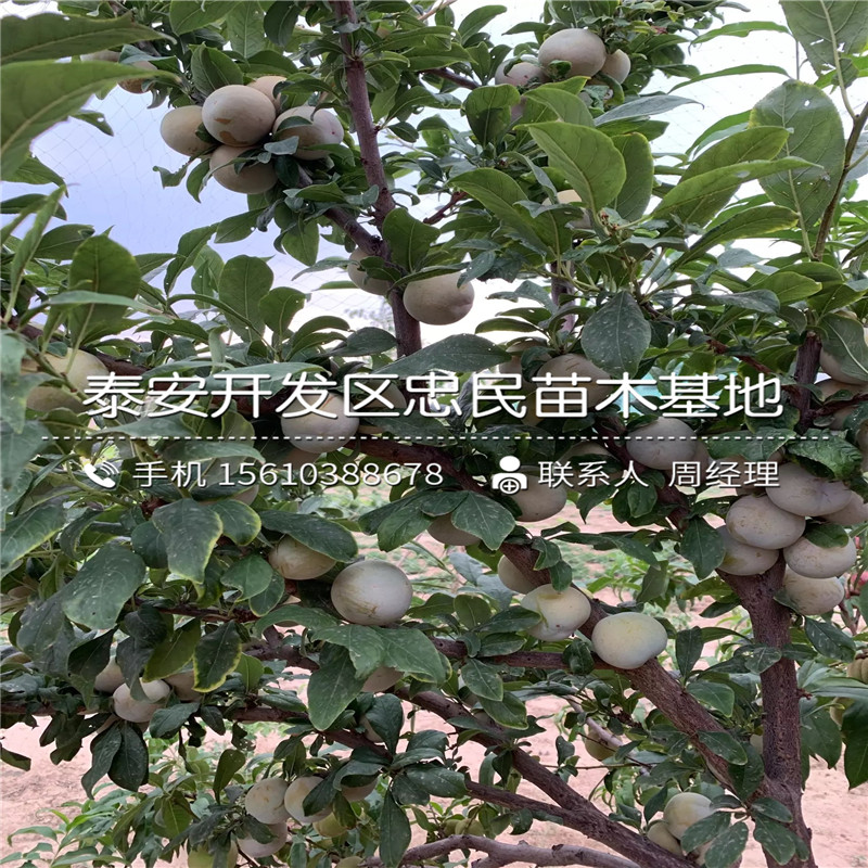 黑寶石李子苗價(jià)錢、黑寶石李子苗批發(fā)