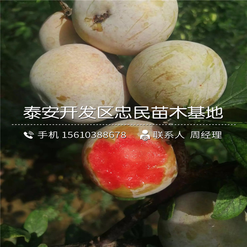 西梅藍蜜樹(shù)苗批發(fā)價(jià)錢(qián)、西梅藍蜜樹(shù)苗基地