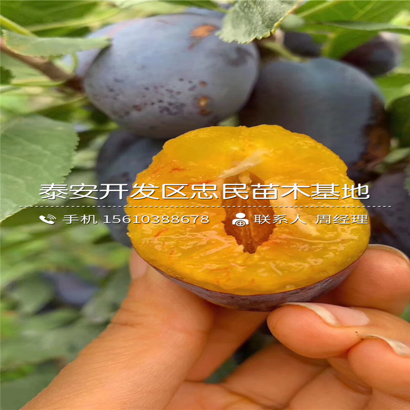 味王李子苗價(jià)位、味王李子苗2020年價(jià)格
