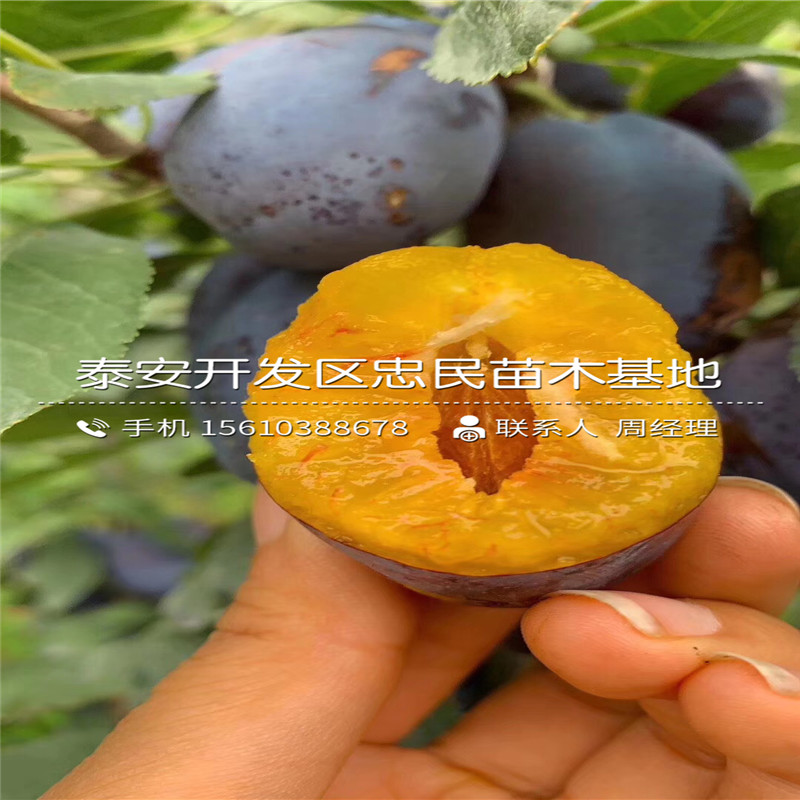 西梅李子樹苗銷售基地、西梅李子樹苗批發(fā)基地