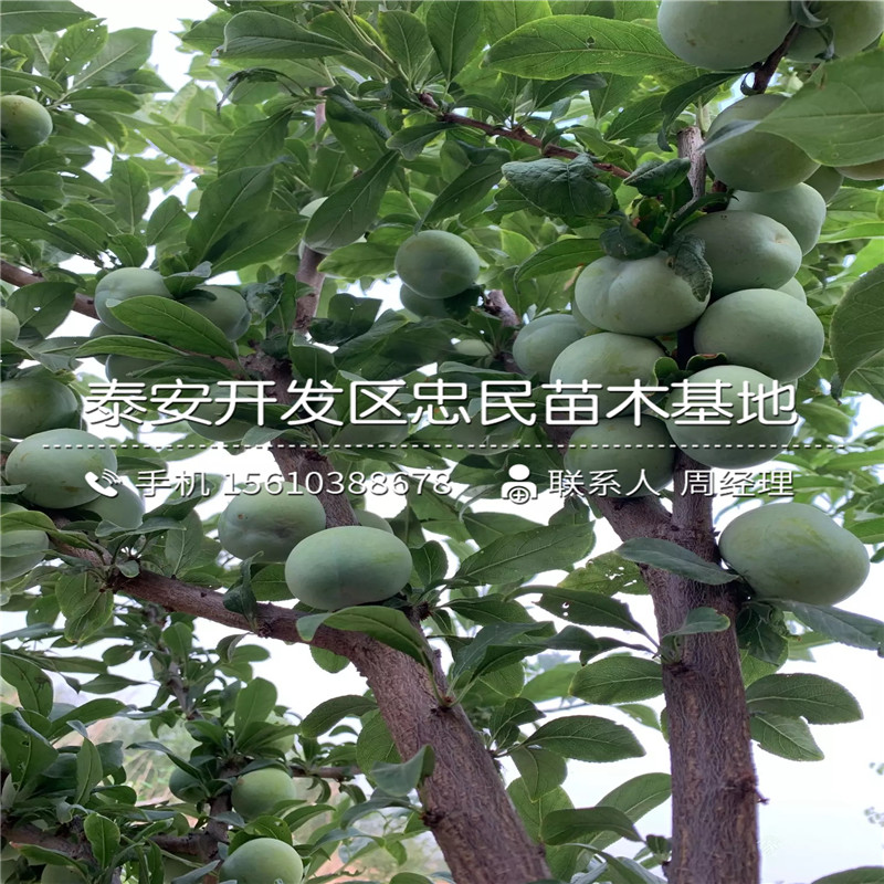 5公分李子苗、5公分李子苗價錢及基地