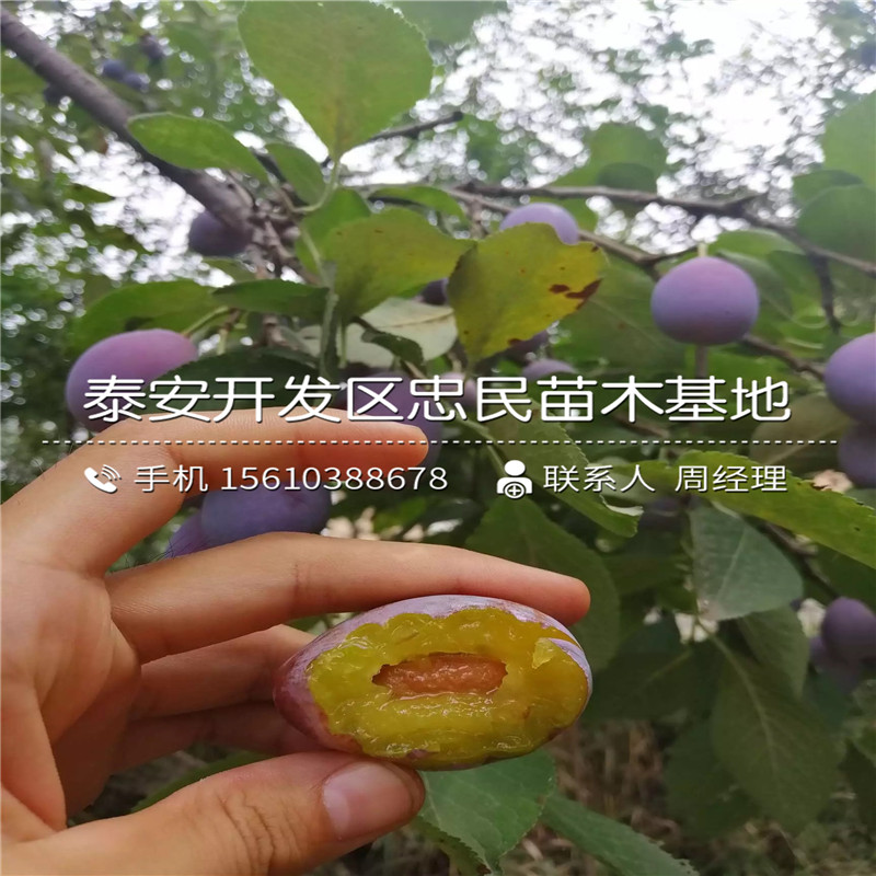 2公分李子苗出售基地、2公分李子苗批發(fā)價位