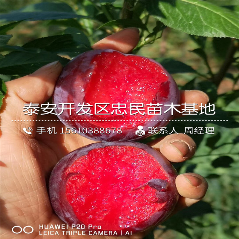 新品種西梅李子樹(shù)苗、西梅李子樹(shù)苗出售