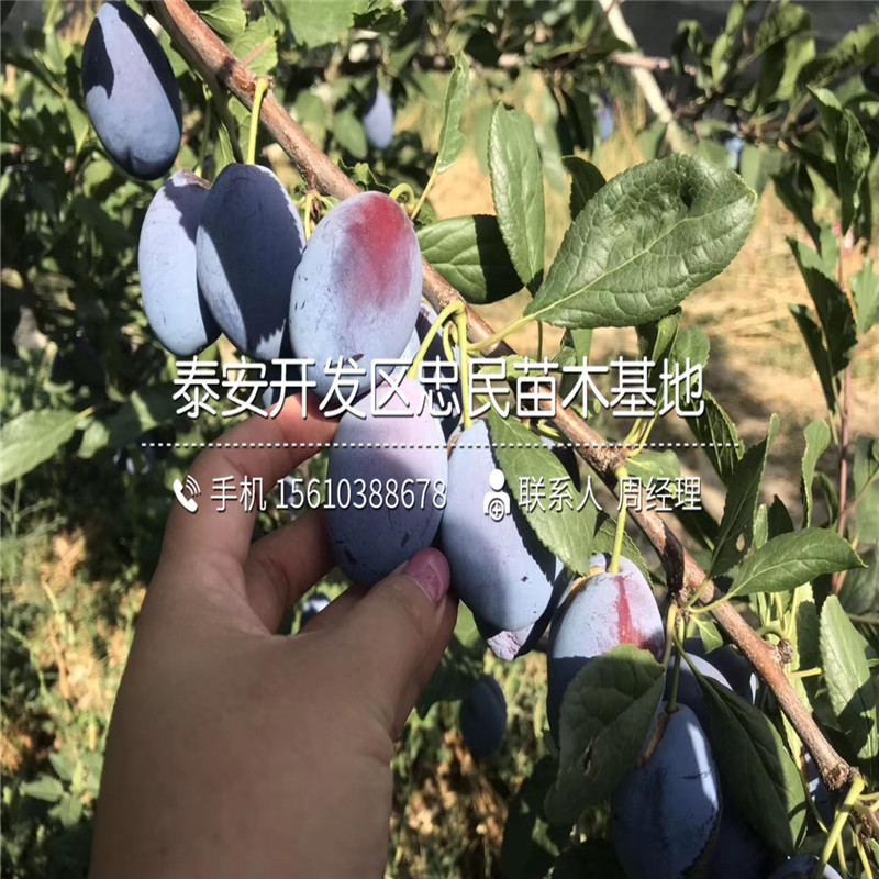 山東美國杏李樹苗、美國杏李樹苗繁育基地