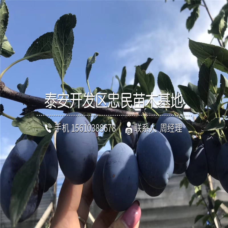4公分李子苗出售基地、4公分李子苗批發(fā)