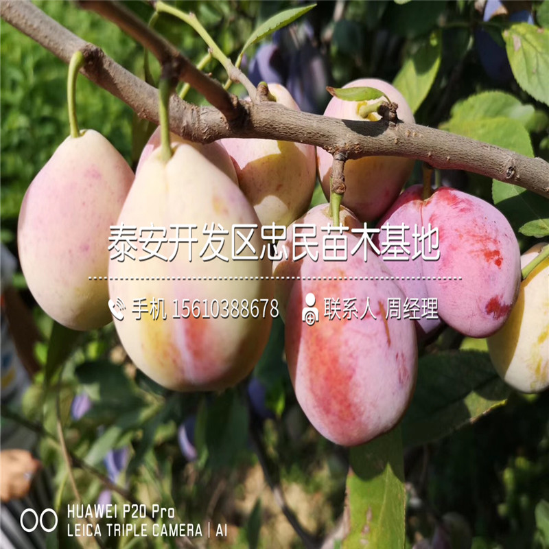 味帝李子苗單價(jià)、味帝李子苗今年報(bào)價(jià)及價(jià)格