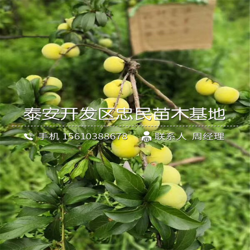 紅寶石李子苗出售基地、紅寶石李子苗購買價格