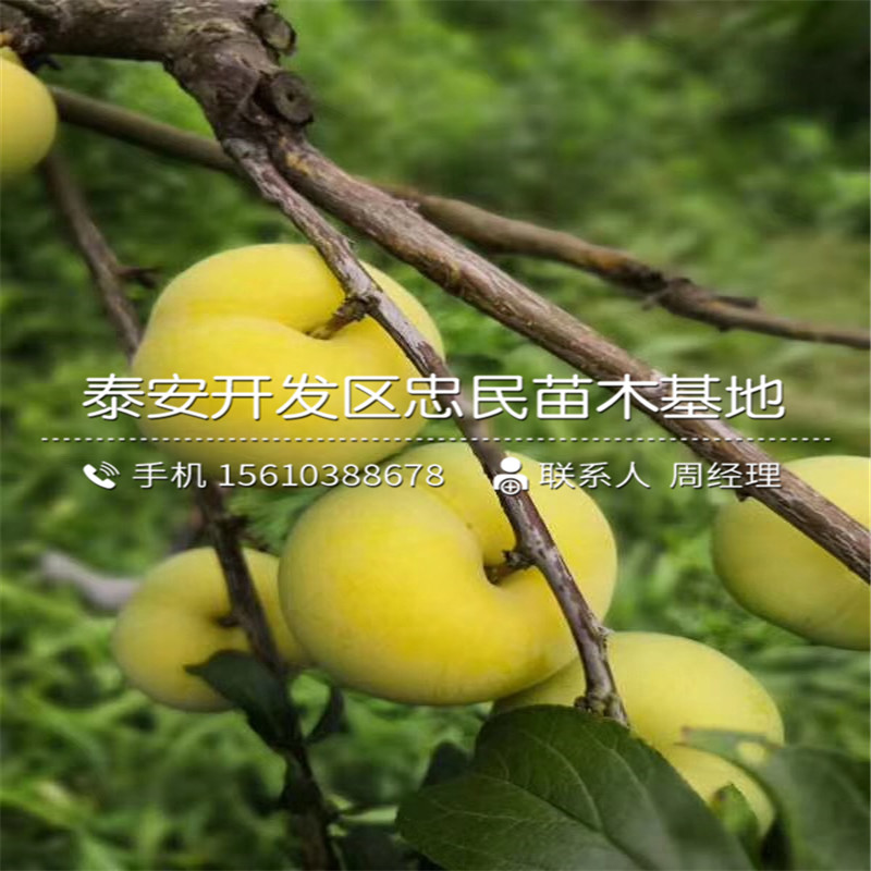 2公分李子苗出售基地、2公分李子苗批發(fā)價位
