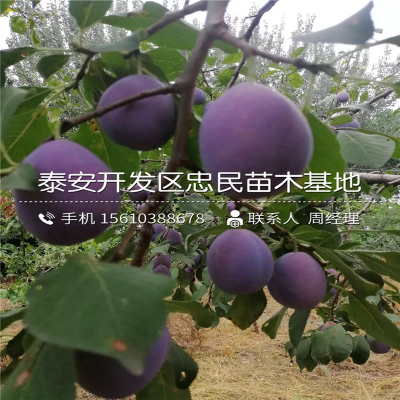 紅喜梅李子苗銷售價(jià)格、紅喜梅李子苗批發(fā)價(jià)位
