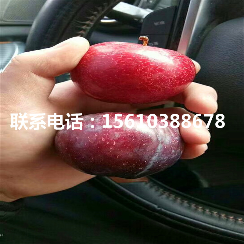 2020年玉皇李子苗、玉皇李子苗銷售基地
