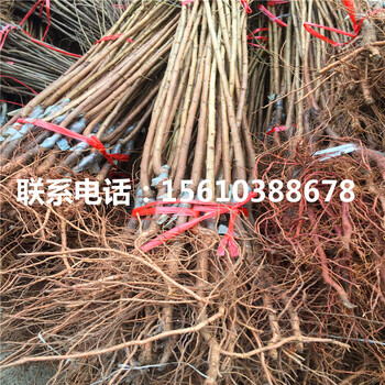 西梅女神李子苗基地價格、西梅女神李子苗出售