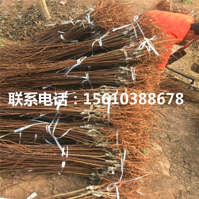 紅寶石李子苗銷售基地、紅寶石李子苗基地