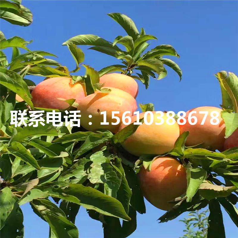 杏李苗銷售基地、杏李苗今年報(bào)價(jià)及價(jià)格