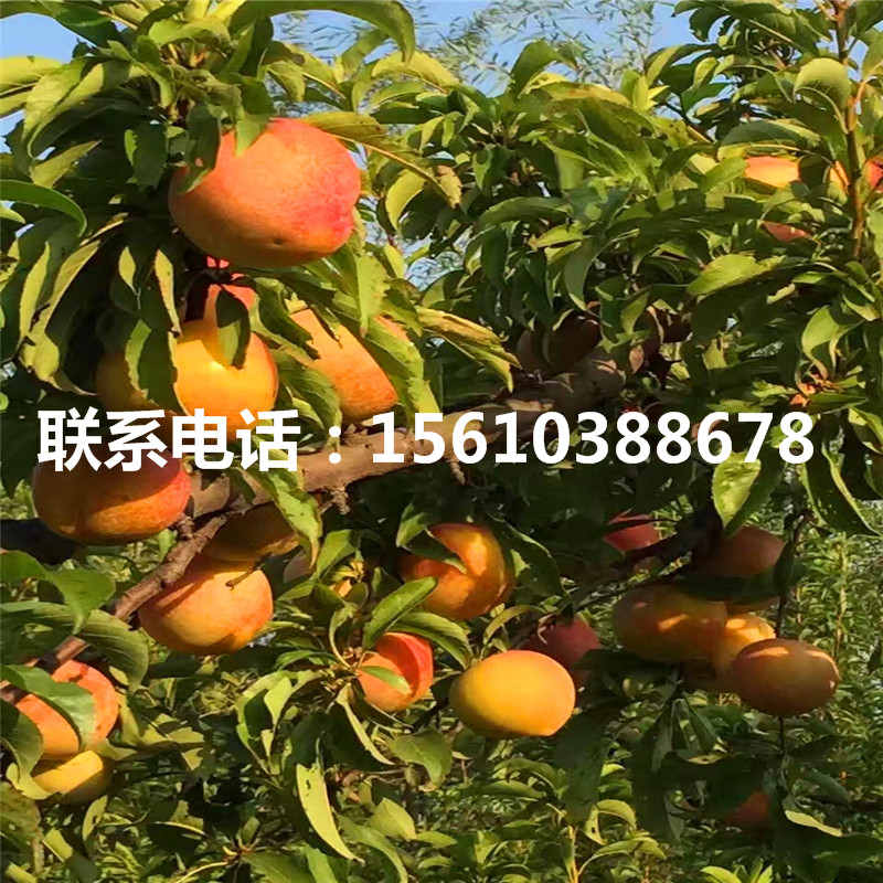 西梅女神李子苗基地價格、西梅女神李子苗出售