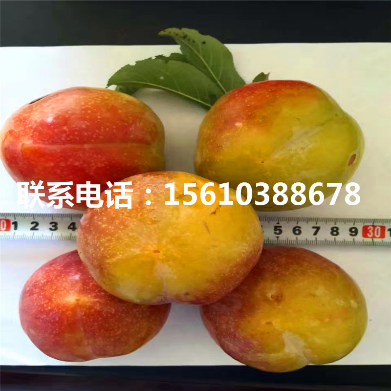 5公分李子苗、5公分李子苗價錢及基地