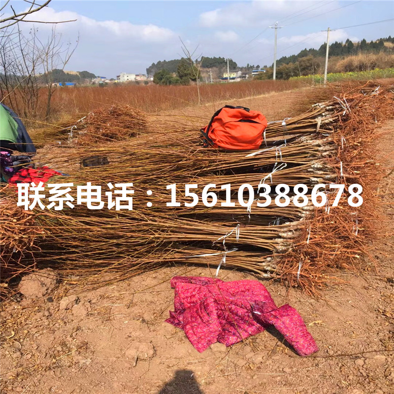 黑琥珀李子苗销售基地、黑琥珀李子苗报价