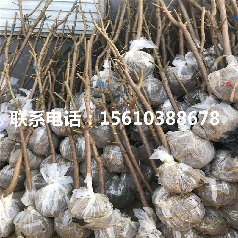 新品種黑寶石李子苗、黑寶石李子苗銷售價(jià)格