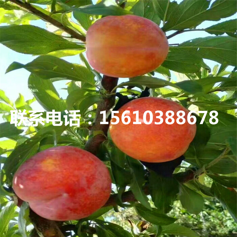 山東西梅藍(lán)蜜李子苗、西梅藍(lán)蜜李子苗批發(fā)價(jià)錢