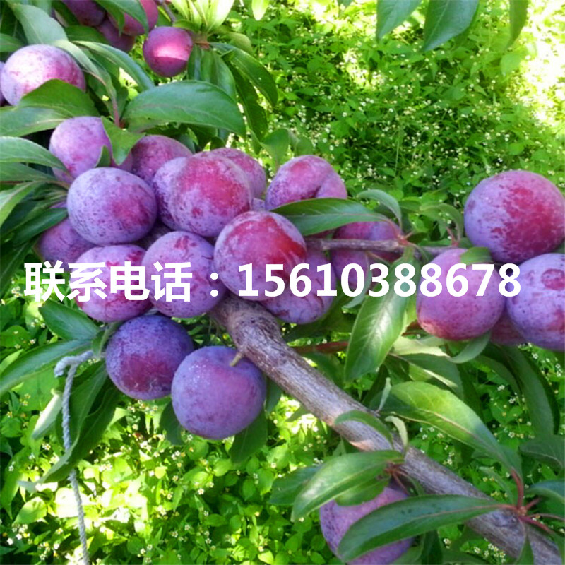 新品種恐龍蛋李子苗、恐龍蛋李子苗購(gòu)買(mǎi)價(jià)格