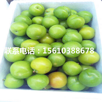 國(guó)峰7號(hào)李子苗基地價(jià)格、國(guó)峰7號(hào)李子苗批發(fā)
