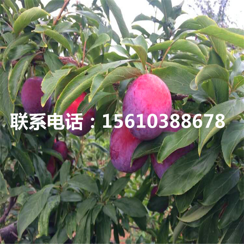 紅寶石李子苗出售基地、紅寶石李子苗購買價格
