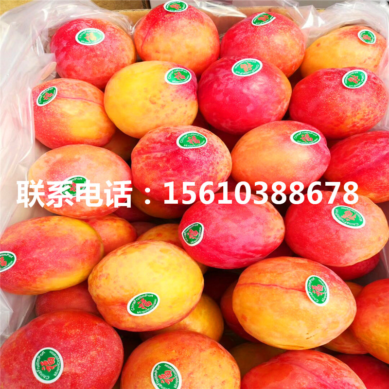 脆紅李子苗批發(fā)價(jià)格、脆紅李子苗報(bào)價(jià)